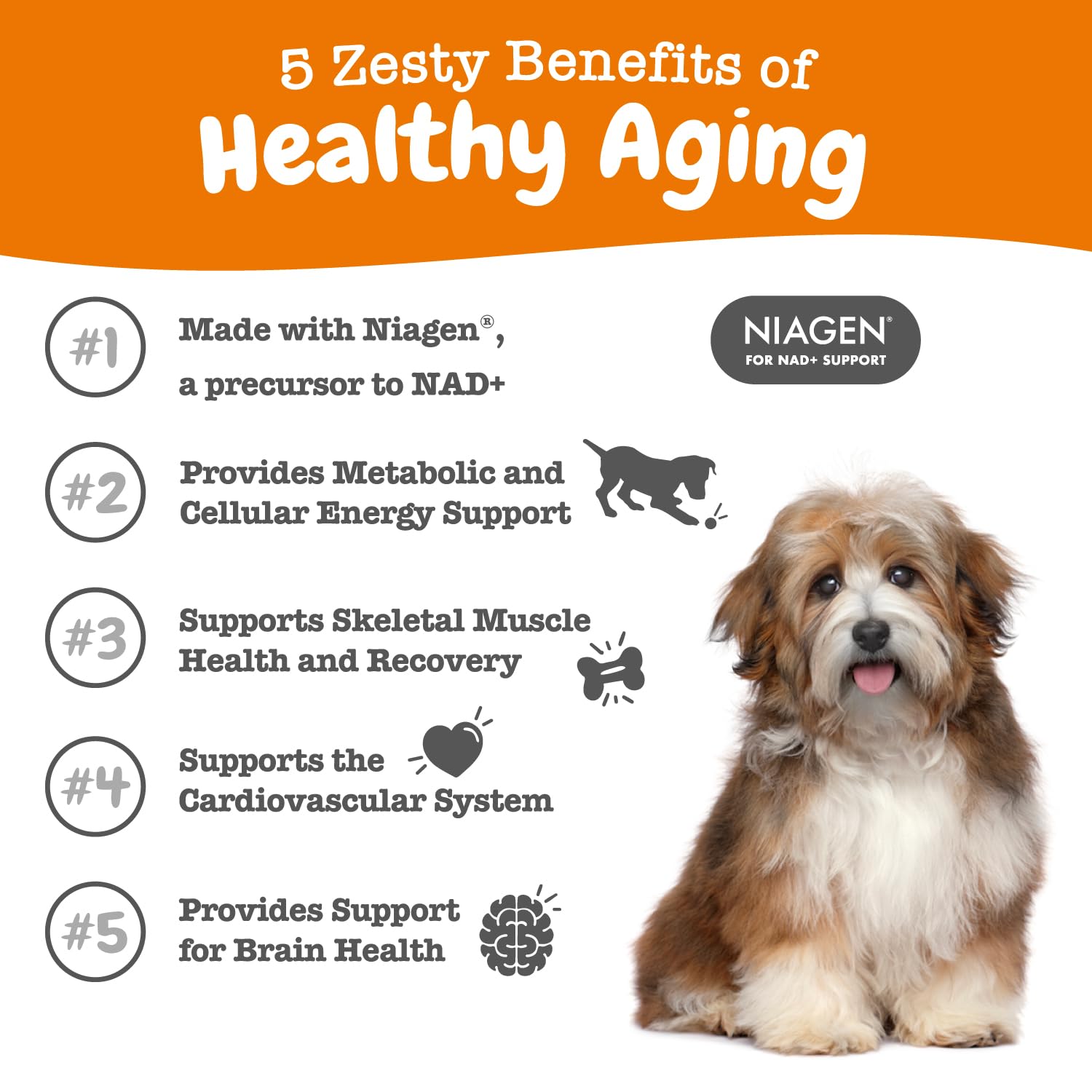 Zesty Paws NAD+ Precursor Supplement for Dogs - Niagen for Healthy Aging & Skeletal Muscle Support & Recovery - Brain, Heart, & Cellular Energy Support - Nicotinamide Riboside Chloride – 30 Sachets