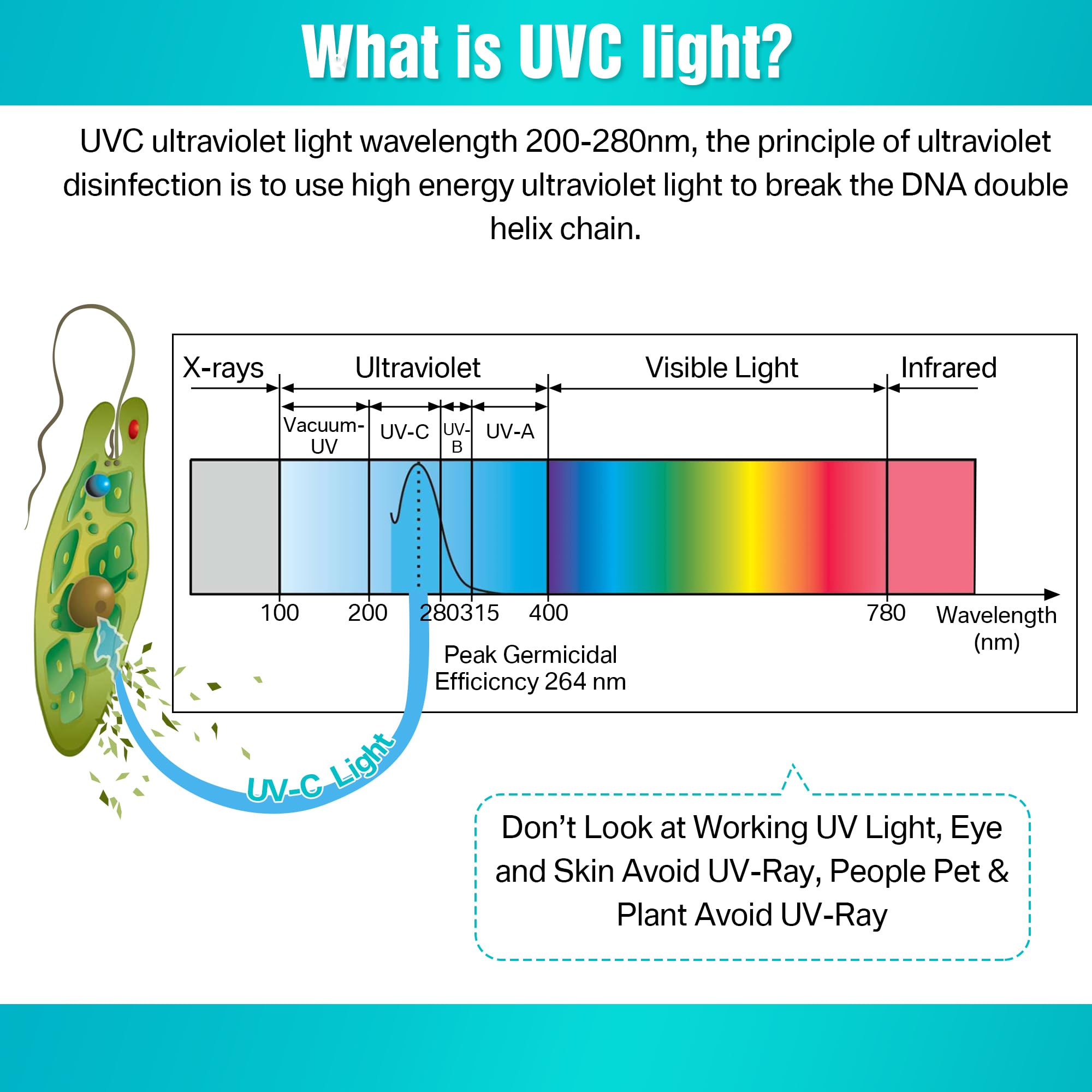 Qualirey UV Light with Ozone, Double Germicidal, 110V UVC Germicidal Lamp with ON/Off Switch Cord and Plug, 254nm Wavelength UVC Light with Connector and Screw Tools for Closet Shoe Cabinet(6 W)