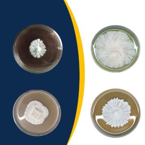 Prepoured Malt Extract Agar Petri Dishes (MEA) for Mushroom Cultivation, Petri Dishes with Agar (10 Prepoured Agar Plates)