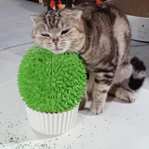 miwoowim catnip feeder - cat face scratcher wall corner massage comb for indoor cats self grooming brush (green)