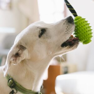 OllyDog Spikey Rugby, Interactive Dog Chew Toy with Natural Rubber, Multifunctional Teeth Cleaning and Gum Massage, for Dogs Under 50lbs (Lime)