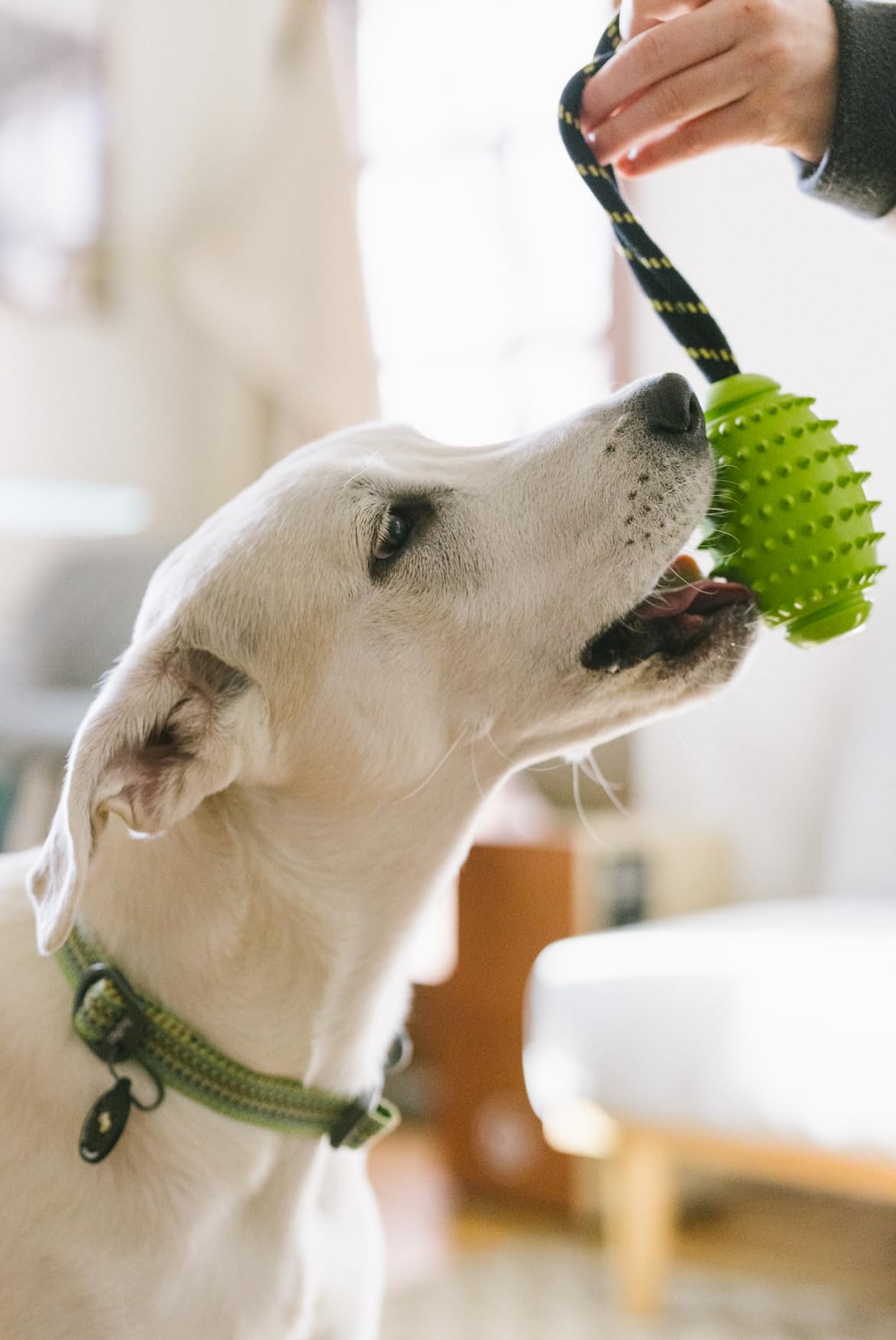 OllyDog Spikey Rugby, Interactive Dog Chew Toy with Natural Rubber, Multifunctional Teeth Cleaning and Gum Massage, for Dogs Under 50lbs (Lime)