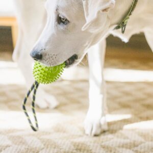 OllyDog Spikey Rugby, Interactive Dog Chew Toy with Natural Rubber, Multifunctional Teeth Cleaning and Gum Massage, for Dogs Under 50lbs (Lime)