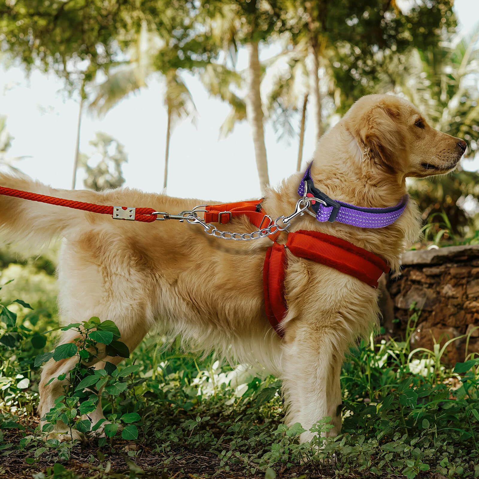 Dog Collar Backup Strap,Harness to Collar Safety Clip, Metal Stainless Steel Chain Leash Safety Strap, Escape Proof Safety Attachment for Dog, safeties, Backup, Connector. (8 Inches)