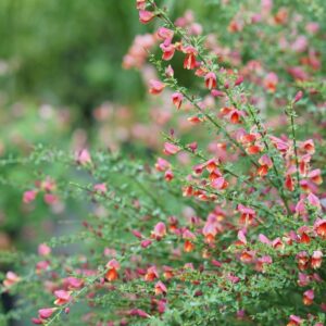 Sister Rosie® Scotch Broom - 4" Pot - Cytisus - Proven Winners