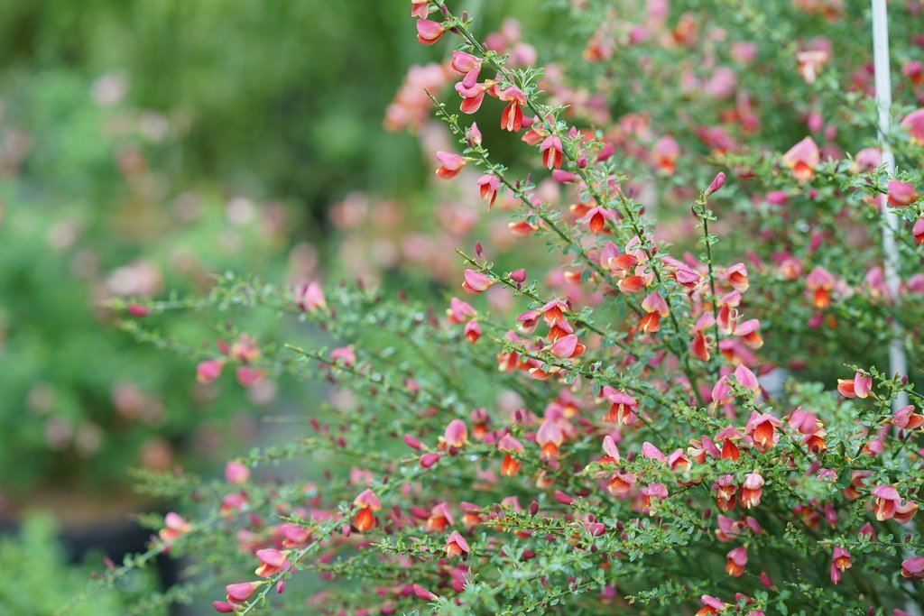 Sister Rosie® Scotch Broom - 4" Pot - Cytisus - Proven Winners