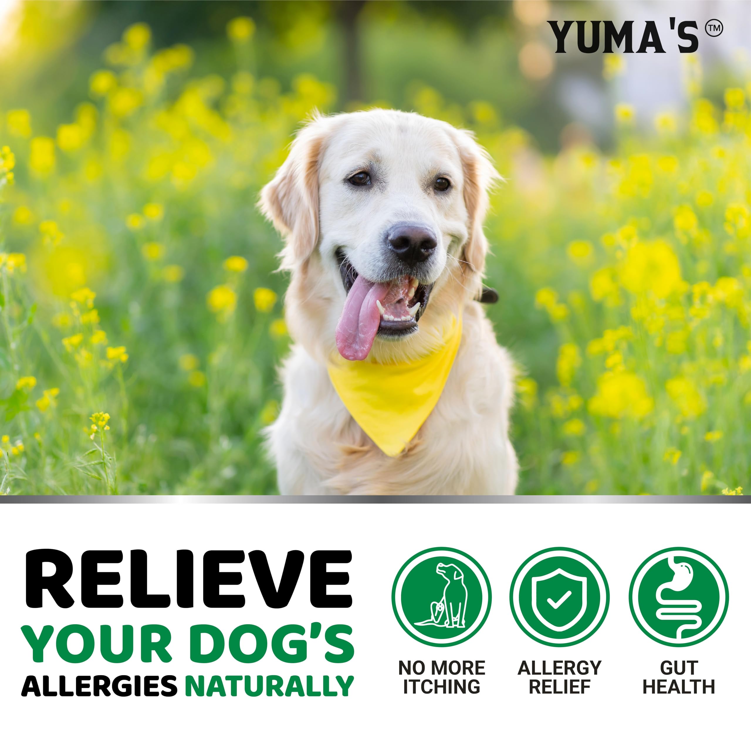 YUMA'S Dog Allergy Relief Chews - Dog Itching Skin Relief Treatment Pills - 170 Treats - Anti-Itch for Dogs - Itchy and Paw Licking - Dry Skin & Hot Spots - Omega 3 Fish Oil - Skin & Coat Supplement