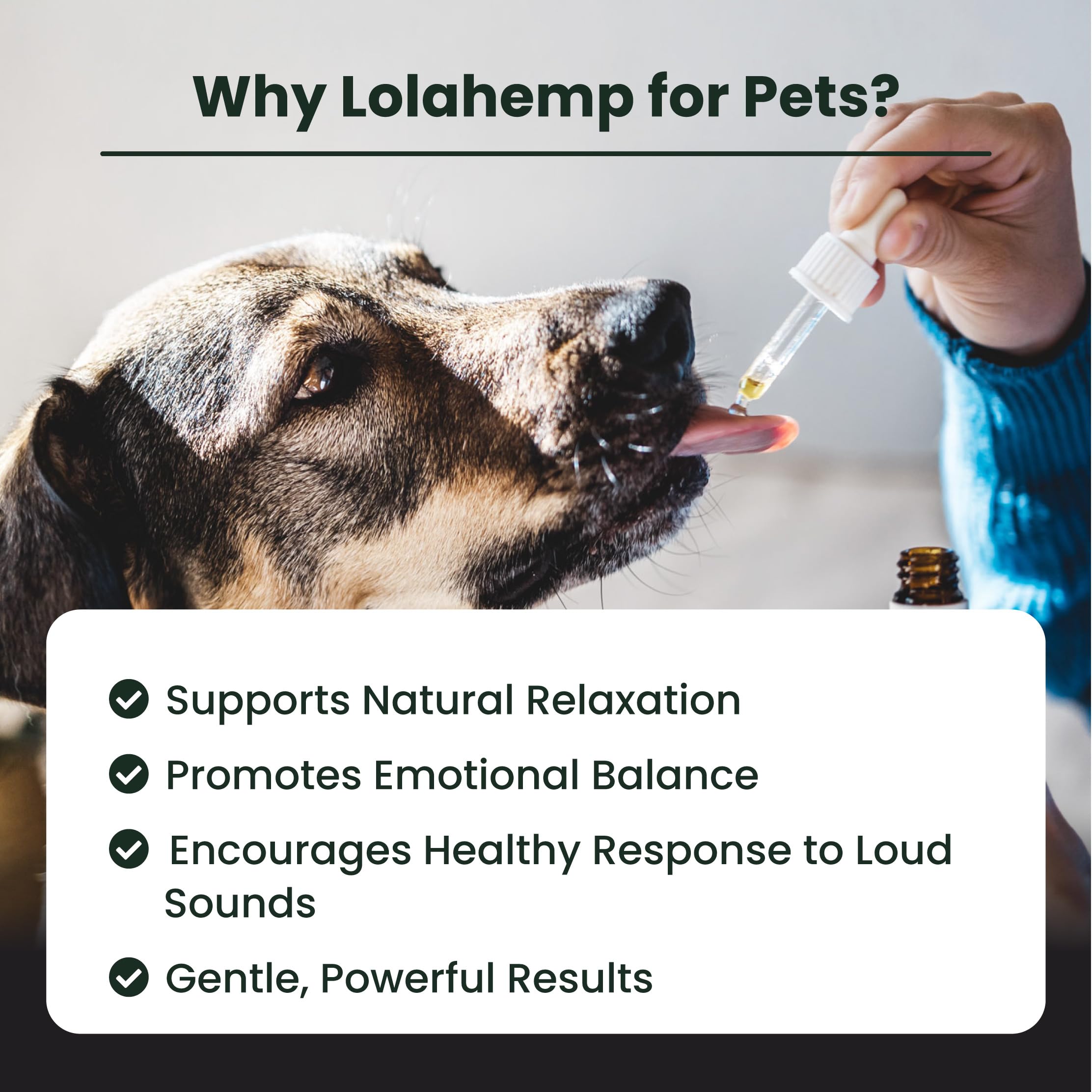 Lolahemp Calming Hemp Oil for Dogs with L-Theanine and Chamomile - Vet Formulated Natural Calming Dog Support - for Nerves, Loud Noises, Thunder, Fireworks - Promotes Relaxation - USA Made