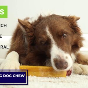 a petter way Himalayan Yak Chews, Natural Dog Treats, Limited Ingredients, 68 Grams of Protein, raw-Hide Alternative, Large Dog Chews for Aggressive chewers (Cheese)