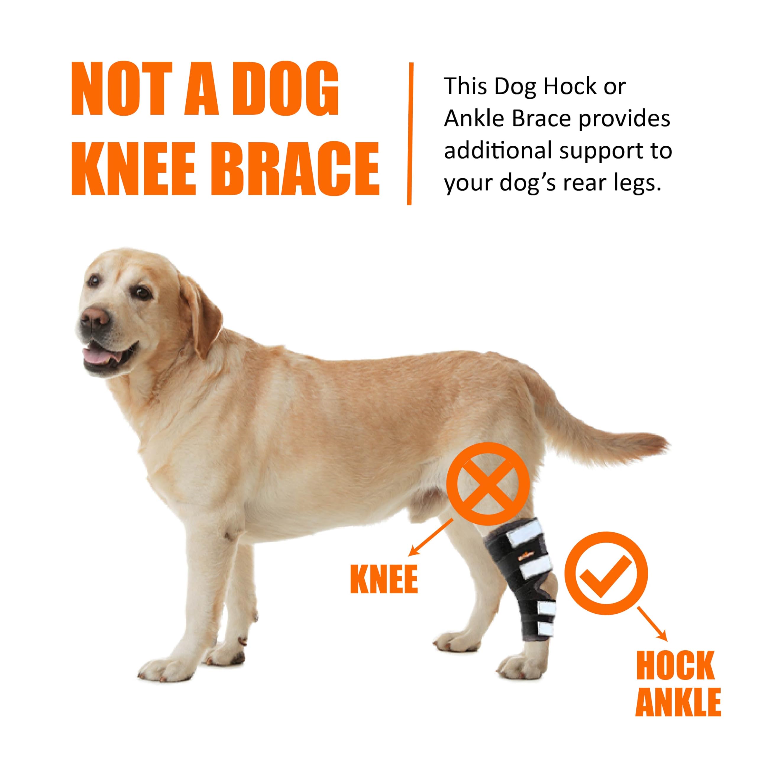 NeoAlly Dog Rear Leg (One Leg) Hock Brace, Canine Leg Wrap for Hind Leg, Ideal Hock & Ankle Support and Protection for Sprain Recovery, Achilles Tendon Injury (Extra Large (Left Leg))