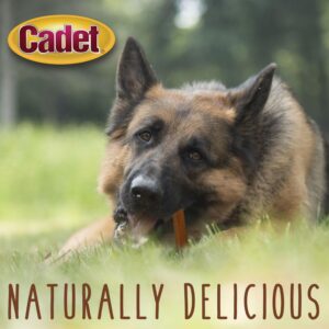 Cadet Bully Hide Sticks for Large Dogs – All-Natural Beef Pizzle, High Protein, Low Fat, Long-Lasting, Grain & Rawhide-Free Dog Chews for Aggressive Chewers, Large (1 Count)