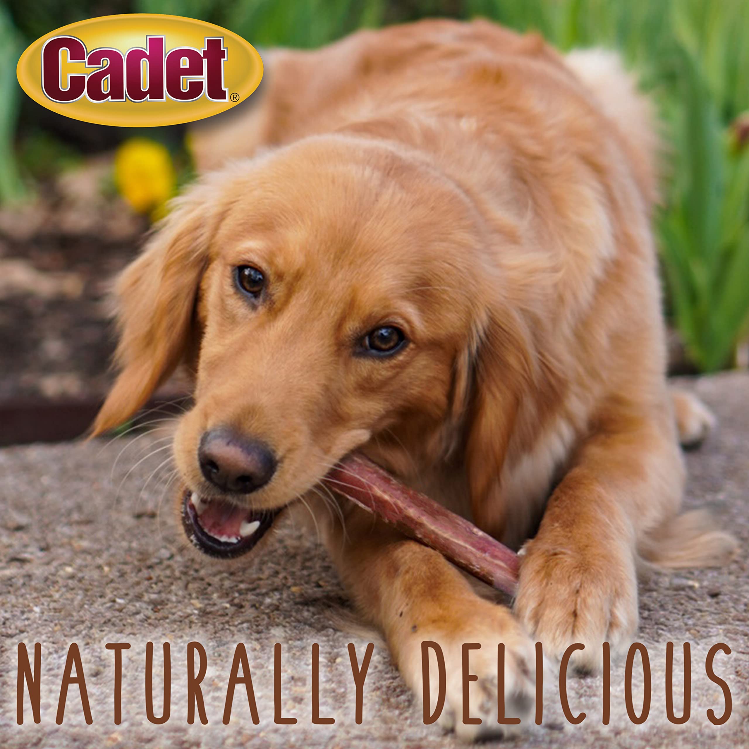 Cadet Bully Hide Sticks for Large Dogs – All-Natural Beef Pizzle, High Protein, Low Fat, Long-Lasting, Grain & Rawhide-Free Dog Chews for Aggressive Chewers, Large (1 Count)