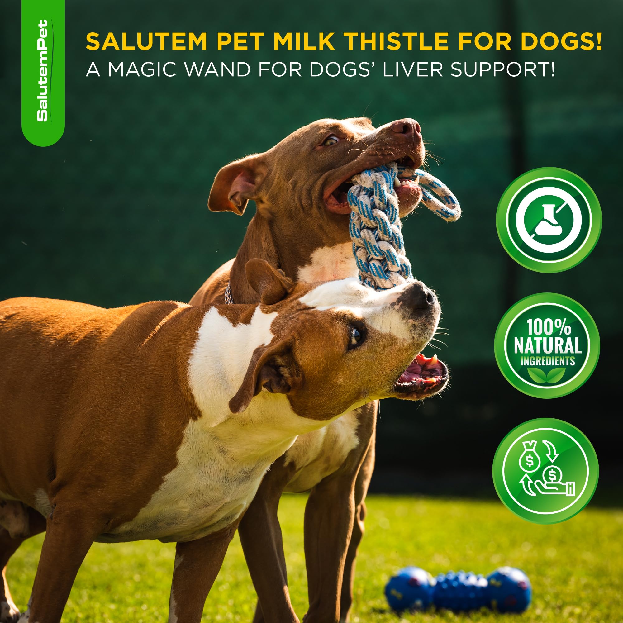 Milk Thistle for Dogs and Puppies | Liver Support for Dogs | Kidney Support for Dogs | Dog Liver Supplement | Herbal Composition Only | Attractive Bacon Flavor | 2 Oz