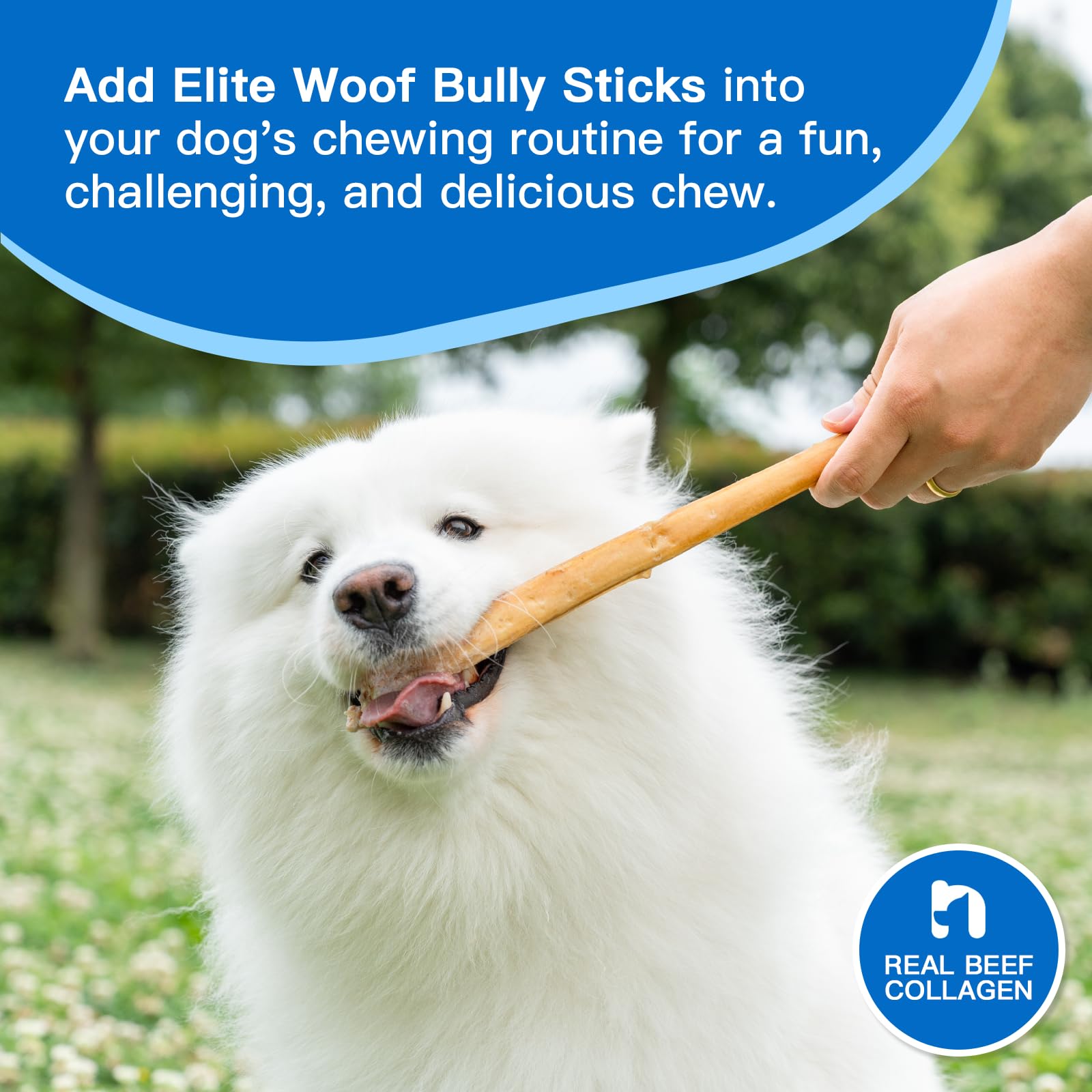 Elite Woof Bully Sticks for Dogs Puppies - 6 Inch Standard 100% Natural Dog Treats, Grass-fed Beef Dog Chews, Grain-Free, High Protein, Long-Lasting Pet Food for All Dog Breeds (6 Pack)