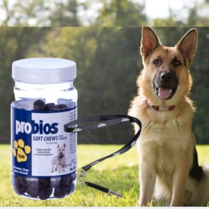 Probios Soft Chews Dogs, 60 Chewables - Bundle with Pet Training Stainless Steel clicker Whistle ultrasonic Probiotics for Dogs Immune Support, Dog Digestive Supplements for Small Dogs~ [Pack of 5]