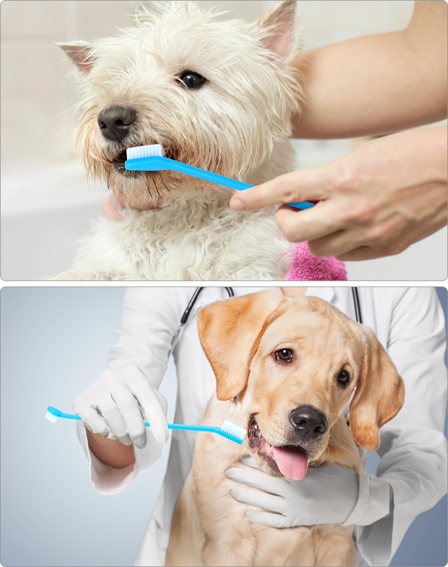 QWORK Double-Headed Pet Toothbrushes for Dogs and Cats, 8.66" Length, Soft Nylon Bristles, Blue, Dental Care Cleaning Kit for Pets, 200 Pcs