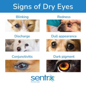 Sentrx Eye Lube Pro, Hyaluronic Acid Drops for Dogs, Cats, Horses, Dry Eye & Redness Relief Ointment, 20g