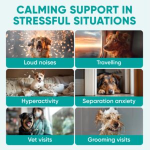 Hemp Calming Chews for Dogs - Anxiety Relief Melatonin for Dogs - USA Product - Dog Calming Chews for Stress, Separation Anxiety, Fireworks, Thunder, Travel, Vet Visits - 120 Soft Dog Calming Treats