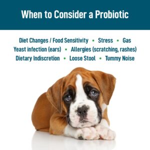 Saint Barkus Probiotic + Fiber Regularity & Digestive Health. Probiotic Supplements for Dogs for Gut Health, Regularity, Upset Stomach and Allergies. Give Back to No-Kill Shelters! 90 Count