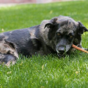 Top Dog Chews - Thick 12 Inch Bully Sticks, 100% Natural Beef, Free Range, Grass Fed, High Protein, Supports Dental Health & Easily Digestible, Dog Treat, 10 Pack (10 Count 12", Odor Free Beef)