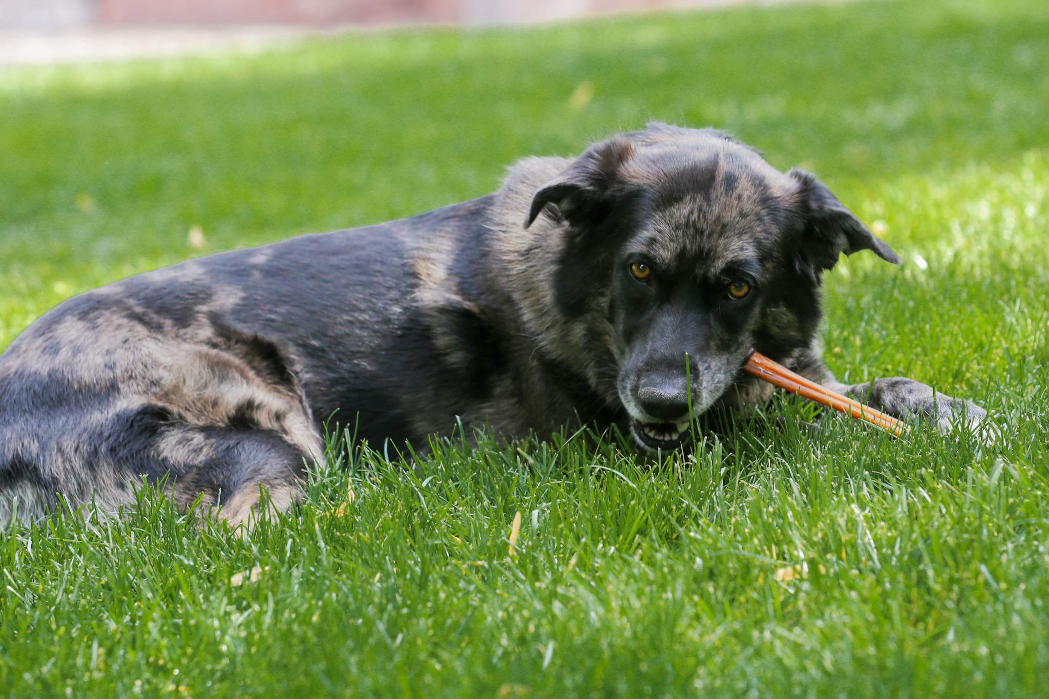 Top Dog Chews - Thick 12 Inch Bully Sticks, 100% Natural Beef, Free Range, Grass Fed, High Protein, Supports Dental Health & Easily Digestible, Dog Treat, 10 Pack (10 Count 12", Odor Free Beef)