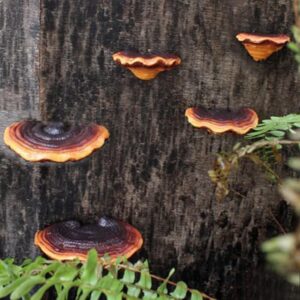 Srutueo 5 PCS Mushroom Shelf Wall Decor Small Wall Shelf Corner Wall Decor Resin for Bedroom Mushroom Decor Floating Shelves