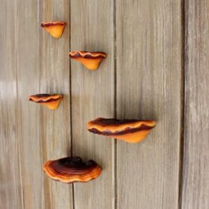 Srutueo 5 PCS Mushroom Shelf Wall Decor Small Wall Shelf Corner Wall Decor Resin for Bedroom Mushroom Decor Floating Shelves