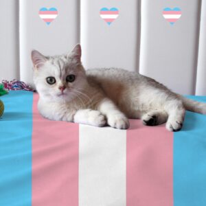 Transgender Pride Flag LGBT Blanket, Soft Lightweight Throw Blanket, All Season Anti-Pilling Cozy Flannel Blanket for Bed Couch Bedroom Sofa, 60 in x 80 in