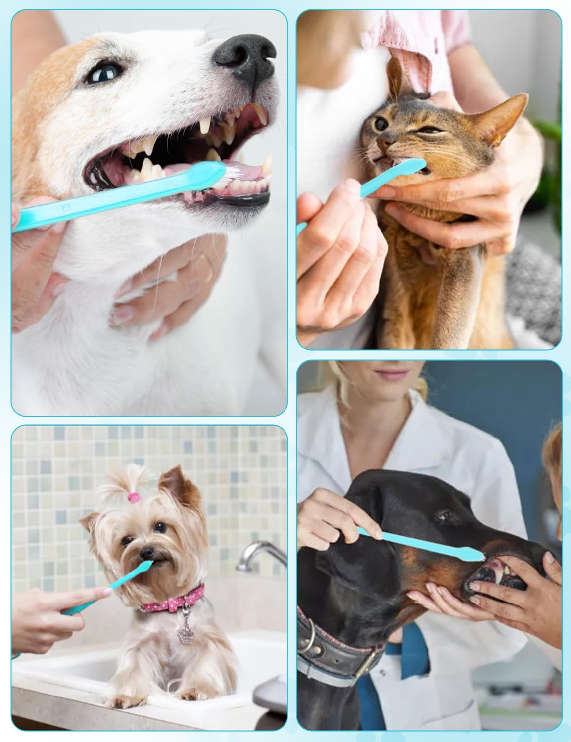 100 Pcs Dog Toothbrush Dog Tooth Brush Double Headed Dog Tooth Brushing Kit Soft Bristles Dog Tooth Brush Long Handle Toothbrush For Dogs Cat And Most Pets Toothbrush Best Dog Teeth Cleaning -Blue