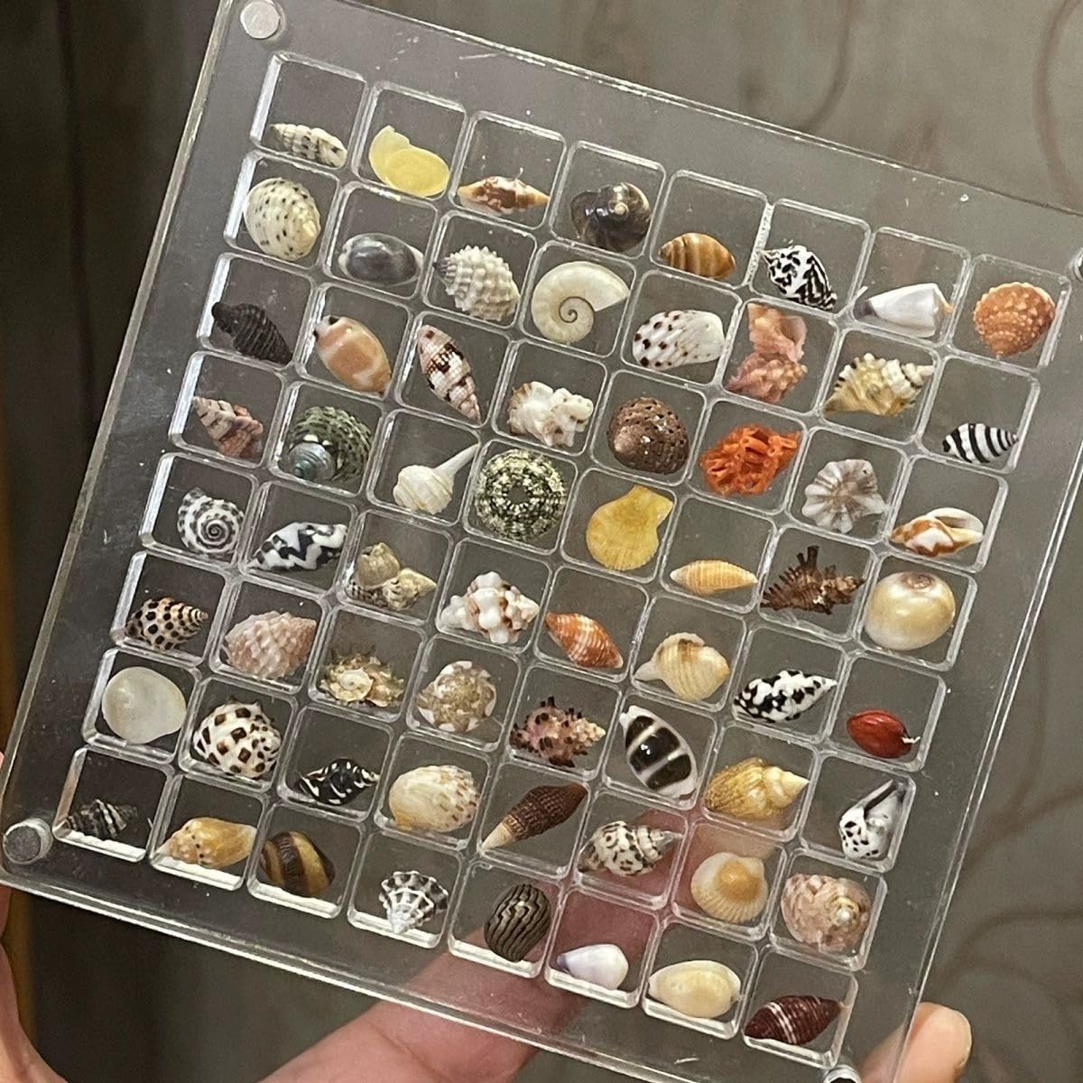 Magnetic Seashell Display Box, 64 Grids Seashell Storage Box, Clear Acrylic Magnetic Seashell Display Box - Decorative Storage Case for Seashells and Starfish.