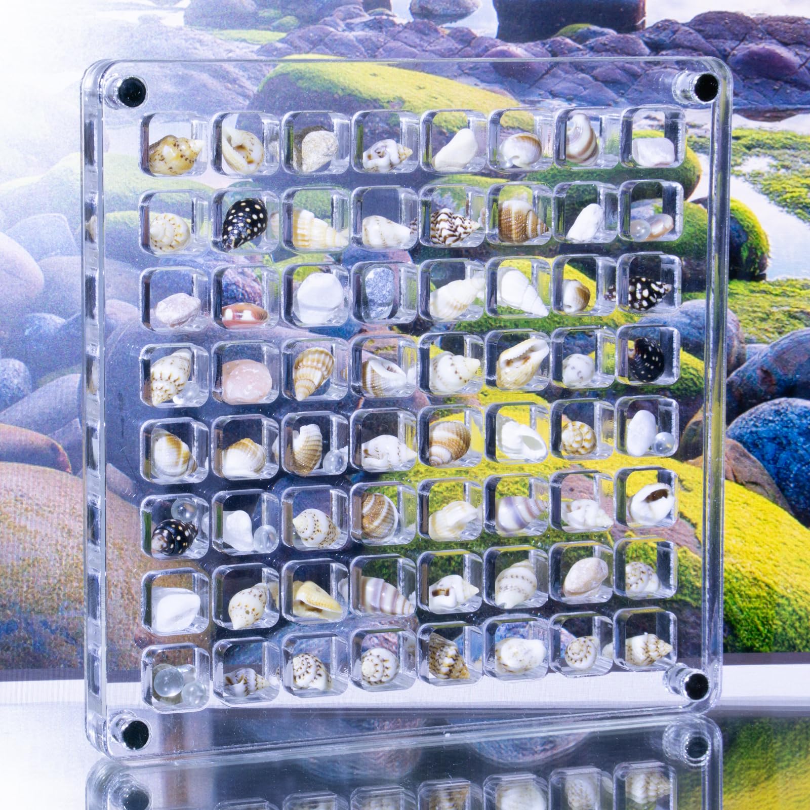 Magnetic Seashell Display Box, 64 Grids Seashell Storage Box, Clear Acrylic Magnetic Seashell Display Box - Decorative Storage Case for Seashells and Starfish.