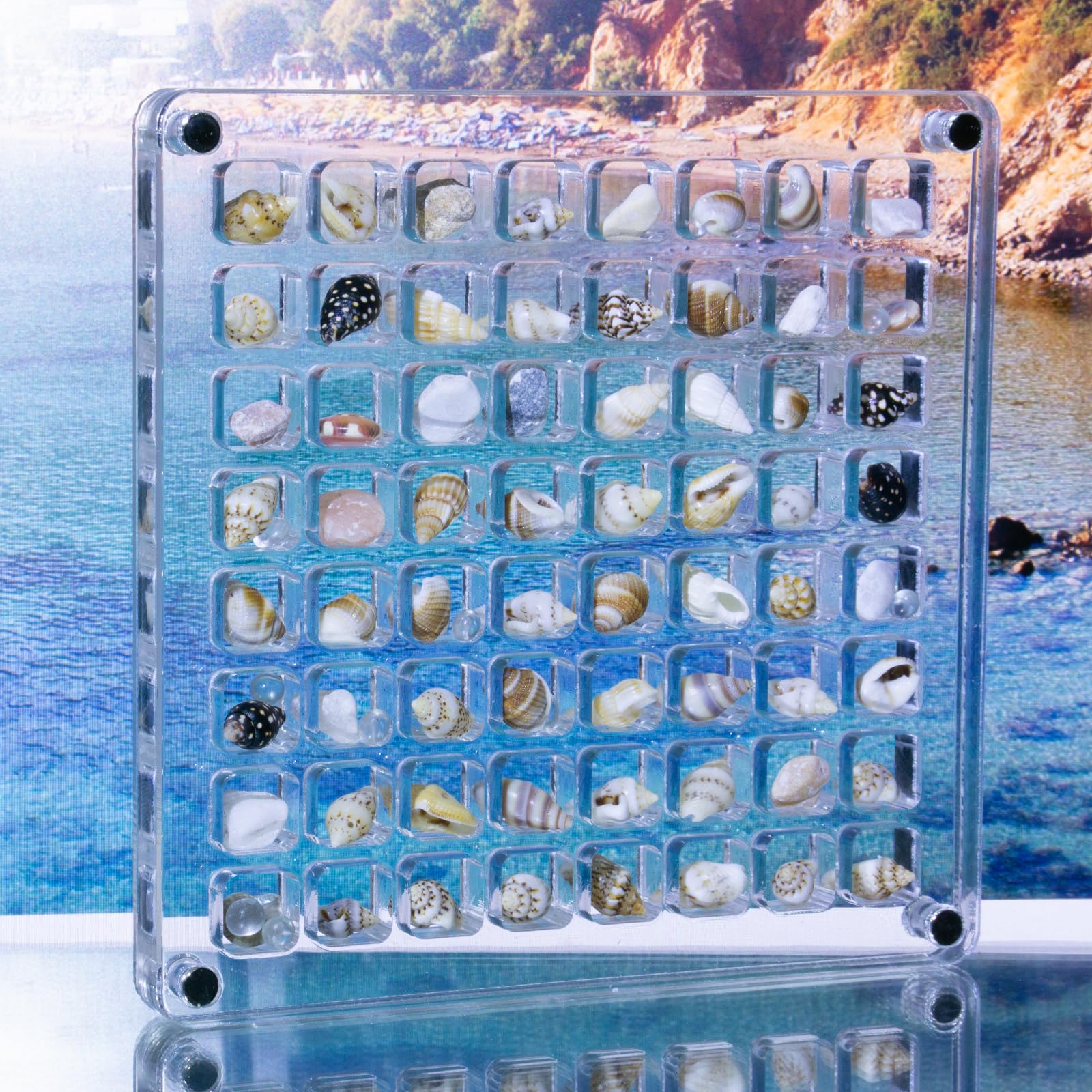 Magnetic Seashell Display Box, 64 Grids Seashell Storage Box, Clear Acrylic Magnetic Seashell Display Box - Decorative Storage Case for Seashells and Starfish.