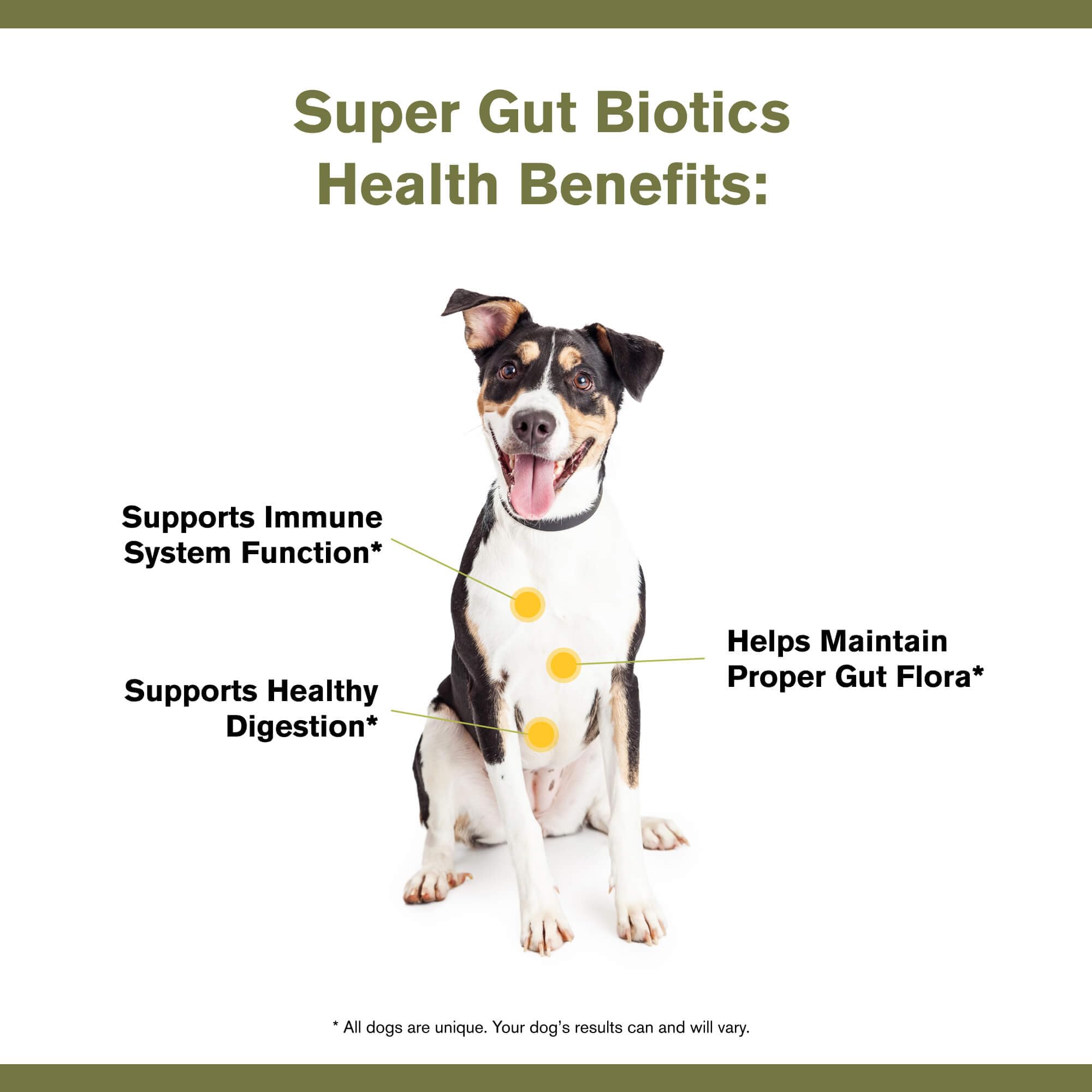 Badlands Ranch - Super Gut Biotics Canine Digestive Supplement,Probiotics, Prebiotics, Supports Healthy Digestion, Immune System Function and Gut Flora by Katherine Heigl (30 Scoops)