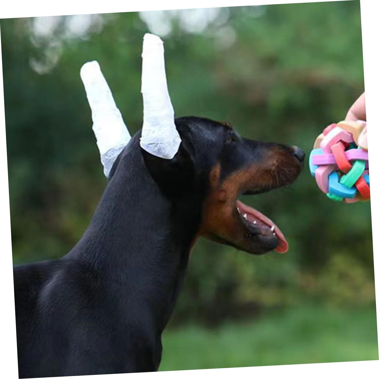 DRESSOOS 1Set Dog Ear Stand Up Support Tool with Puppy Ear Support Tape for Erecting Dog Ears for Doberman and Pinscher Breeds Essential Dog Ear Care Solution