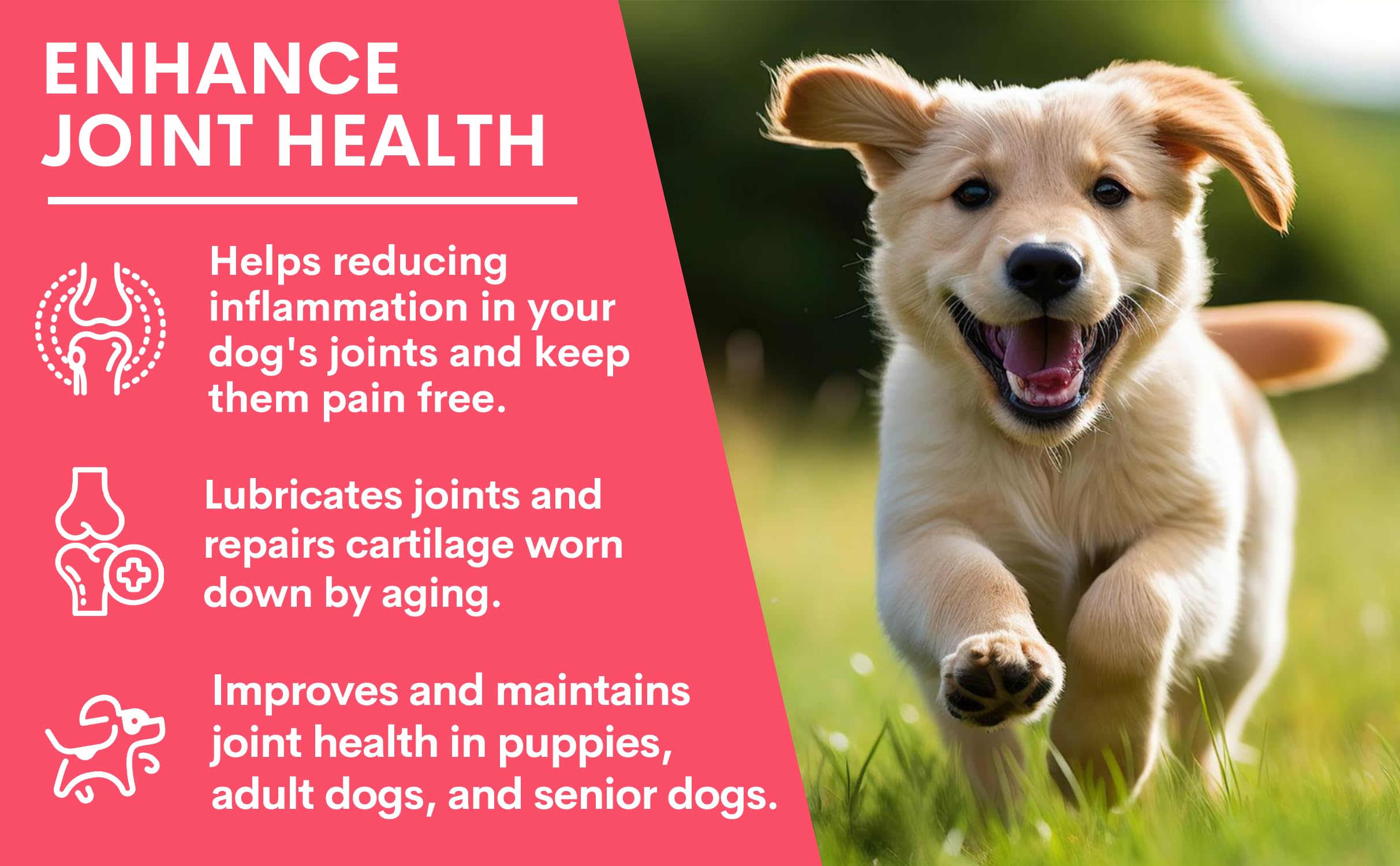 Petz Park Glucosamine for Dogs - Hip & Joint Support Powder with Chondroitin & MSM - Arthritis Pain Relief, Hip Dysplasia Treatment - 800mg Glucosamine - 45 Scoops