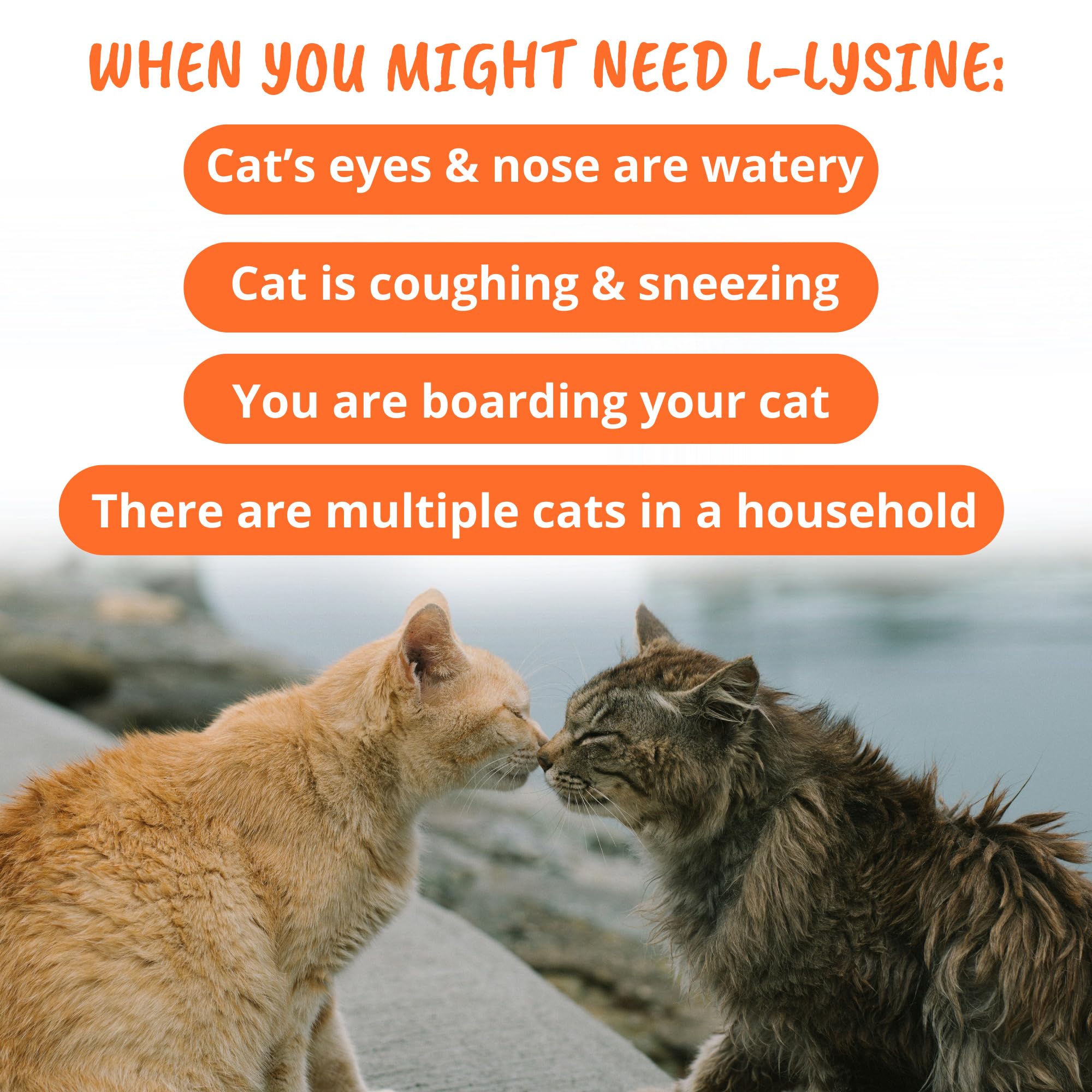 Under the Weather Pet Daily Cat L-Lysine | Boost Immune System Reduce Respiratory Symptoms | Maintain Normal Immune System Response | 60 Star Shaped Soft Chews