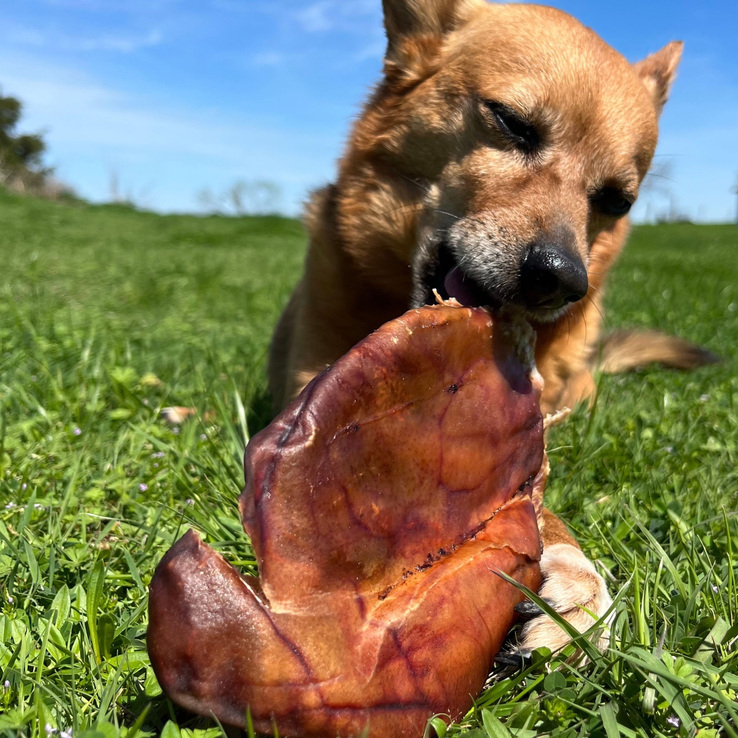 JACK'S PREMIUM Natural Pig Ears for Dogs - Large Ears - Made in The USA Wood Smoked, Preservative Free Dog Chew - Ideal for Small, Medium, and Large Dogs (18, Whole Pig Ear)