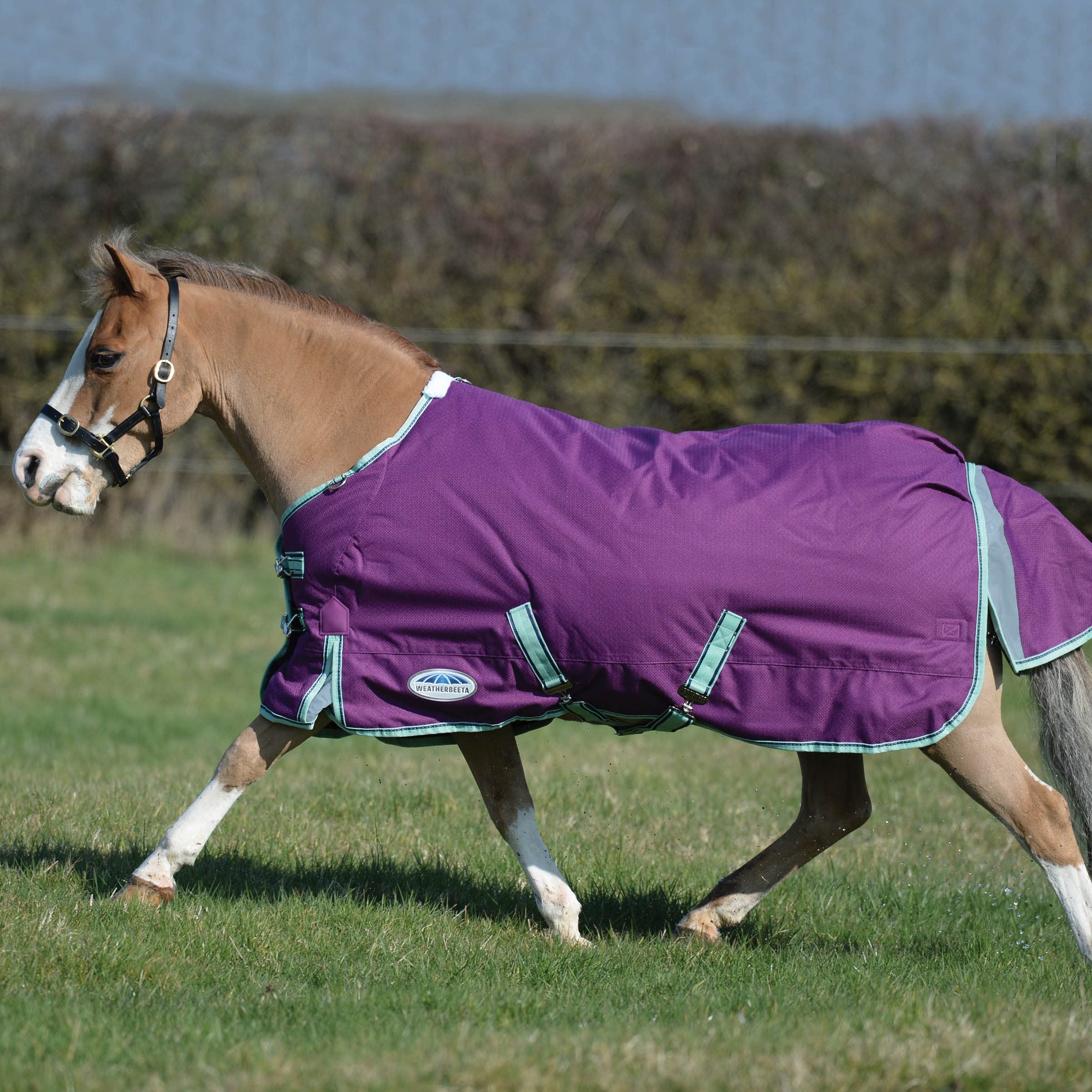 WeatherBeeta ComFiTec Premier Freedom Pony Standard Neck Lite Horse Blanket, Purple/Navy/Mint, 69"