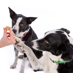 Crown to Tail Halloween Jack-O-Lantern Soft Chew Dog Treats, 6oz.