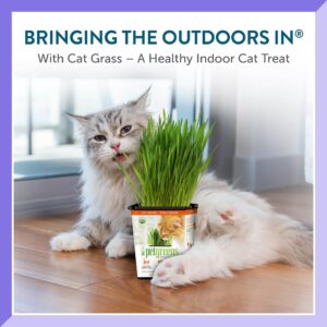 Pre-Grown Organic Cat Grass Plant for Indoor Cats. Natural Live cat Treats (3 Pack Cat Grass with Stand)