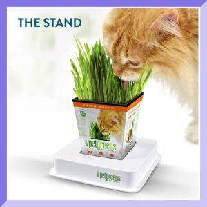 Pre-Grown Organic Cat Grass Plant for Indoor Cats. Natural Live cat Treats (3 Pack Cat Grass with Stand)