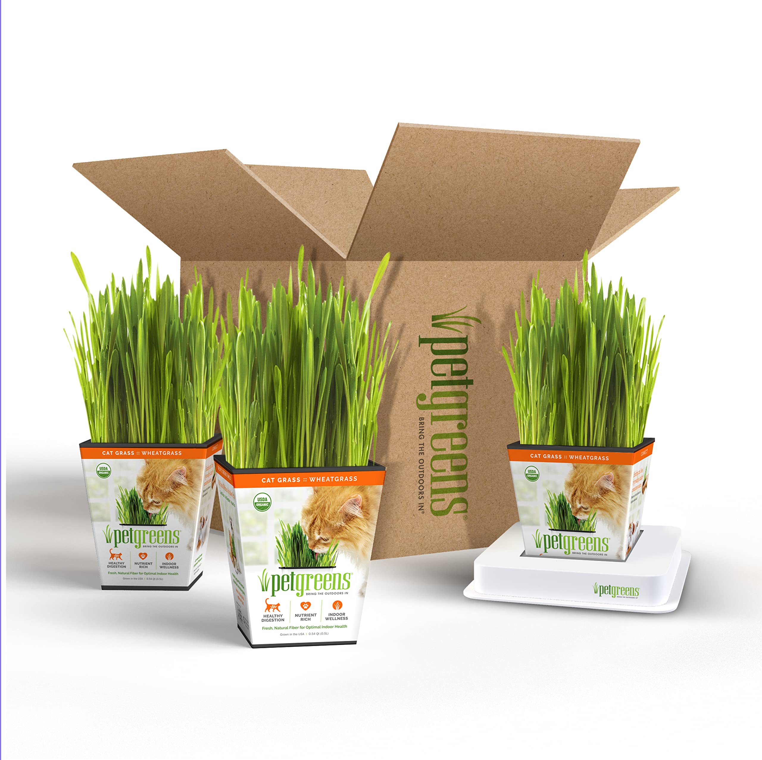 Pre-Grown Organic Cat Grass Plant for Indoor Cats. Natural Live cat Treats (3 Pack Cat Grass with Stand)