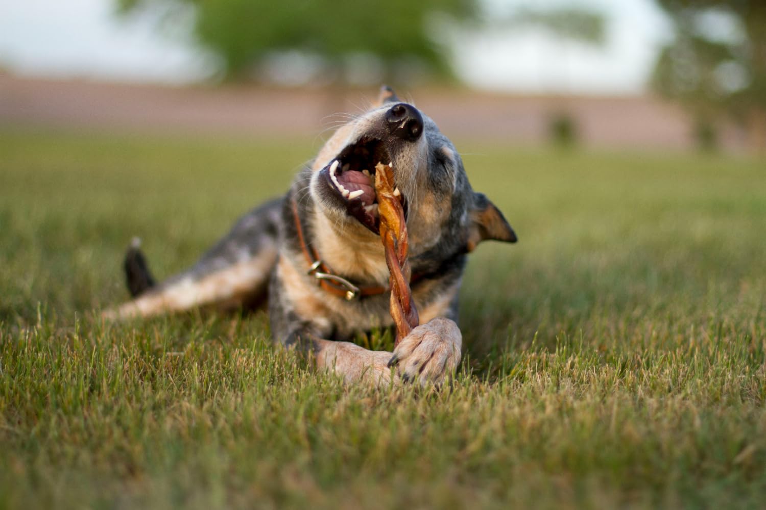 Redbarn All-Natural 12" Braided Bully Sticks for Dogs - Premium Slow Roasted Long Lasting Chew Treats Made with 100% Beef - Single Ingredient Low Odor Rawhide Free - 5 Count - Packaging May Vary