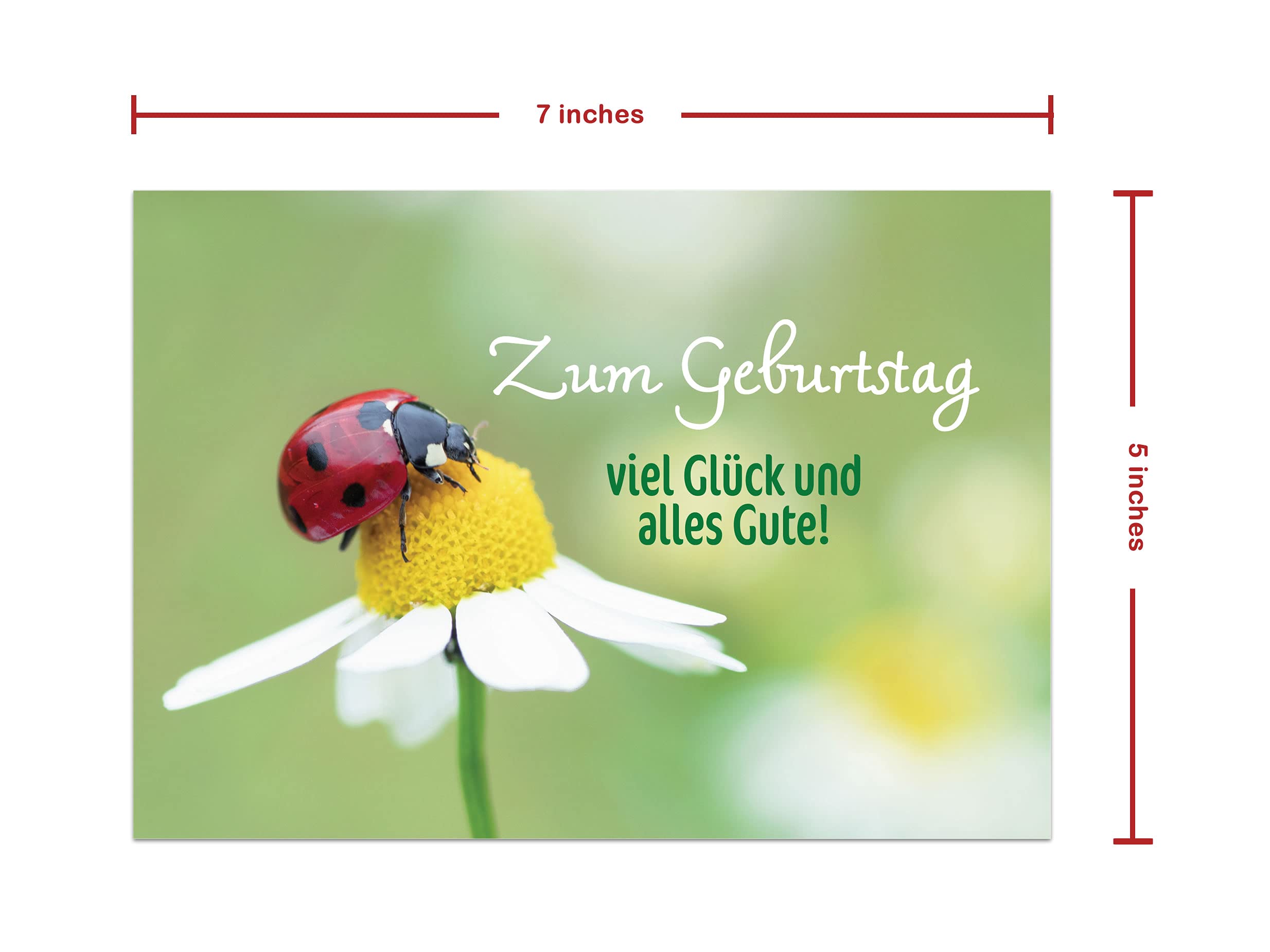 Burg Street Creations German Birthday Card - Zum Geburtstag Viel Glück und Alles Gute (Ladybug on a Daisy)