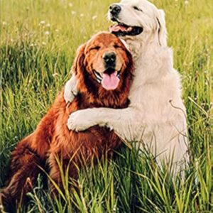 Avanti Press Golden Retrievers Hugging Cute Dogs Birthday Card