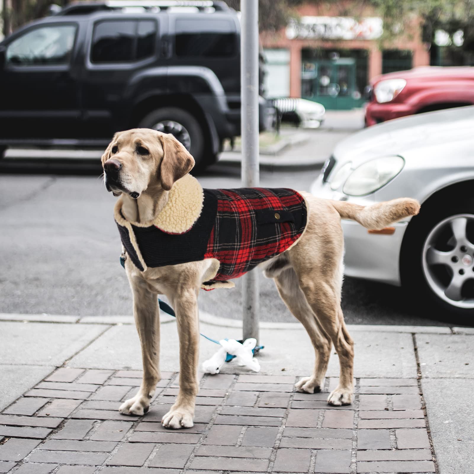 Preferhouse Winter Coat for Small and Medium Dogs, Puppy Plaid Jacket, Cotton Coat for Cold Weather, Windproof Warm Dog Garments, Pet Thickened Outfits Indoor Outdoor, Red XS