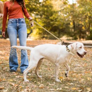 Wisedog Dog Collar and Leash Set Combo: Adjustable Durable Pet Collars with Dog Leashes for Small Medium Large Dogs,includes One Bonus of Poop Bag Holder (L, Sand Color)