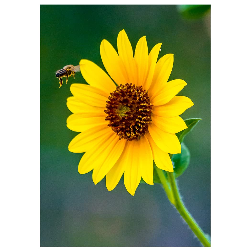 Will Davis Studios Stunning Sunflower Fine Art Photography Birthday Greeting Card. (Inside Reads: Happy Birthday!)