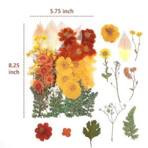 100 PCS Real Dried Pressed Flowers Leaves Natural Plant Herbarium for DIY Resin Mold Jewelry Making Craft (20 Styles)-Fall Yellow Orange