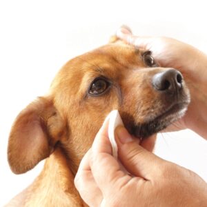 Pure and Natural Pet Tear Stain Removing Under Eye Wipes 50 ct.